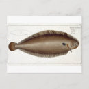 Zoek naar marine life briefkaarten Andreas ludwig