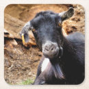 Zoek naar geiten onderzetters Boerderijen