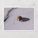 Zoek naar lieveheersbeestje briefkaarten Natuurfotografie