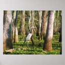 Zoek naar louisiana heron posters Moeras