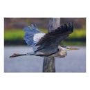 Zoek naar waadvogel posters Grote blauwe reiger