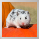Zoek naar grappige hamsters posters Schattig