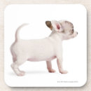 Zoek naar chihuahua bar drinkwaren Natuur