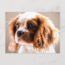 Zoek naar cavalier briefkaarten Schattig