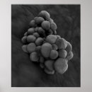 Zoek naar biochemie posters Microbiologie