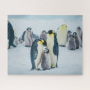 Zoek naar roofvogels puzzels Wild