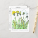 Zoek naar paardebloem briefkaarten Dandelion