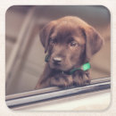 Zoek naar labrador onderzetters Schattig