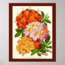 Zoek naar antiek botanische druk posters Tuin