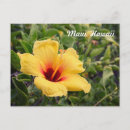 Zoek naar hibiscus briefkaarten Geel