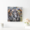 Zoek naar rammen posters Boerderijen