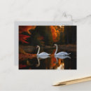 Zoek naar witte zwaan briefkaarten Elk persoon