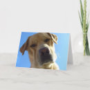 Zoek naar goofy kaarten Dieren