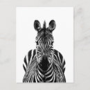 Zoek naar afrika fotografie Zebra