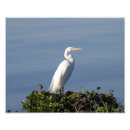 Zoek naar witte reiger posters Kruid