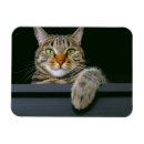 Zoek naar tablet magneten Schattig