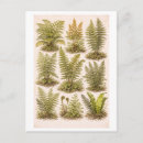 Zoek naar varens briefkaarten Botanisch