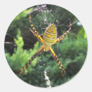 Zoek naar spinachtigen stickers Insecten