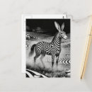 Zoek naar zwart wit paard briefkaarten Schattig