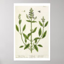 Zoek naar fl 1757 82 posters Uit