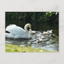 Zoek naar witte zwaan briefkaarten Natuur