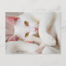 Zoek naar pussycat briefkaarten Feliene