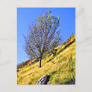 Zoek naar eenzame boom briefkaarten Bomen