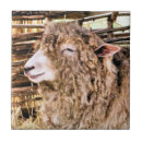 Zoek naar ooi tegels Grappig