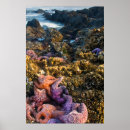 Zoek naar zee sterren posters Kust