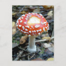 Zoek naar paddestoelen posters briefkaarten Natuur