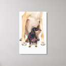 Zoek naar great dane kunst Studio shot
