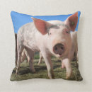 Zoek naar zeug kussens Varken