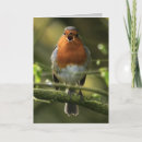 Zoek naar roodborstje kaarten Wild