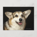 Zoek naar bruine witte hond briefkaarten Honden