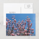 Zoek naar blauwe magnolia briefkaarten Natuur