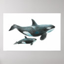 Zoek naar orka posters Walvis