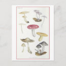 Zoek naar beuk posters Illustratie