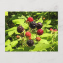 Zoek naar frambozen briefkaarten Plant