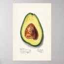 Zoek naar avocado kunst Illustratie