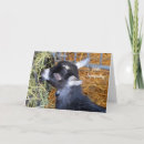 Zoek naar kind geit kaarten Babygoat