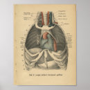 Zoek naar menschen posters Anatomie