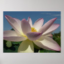 Zoek naar blauwe lotusbloem kunst Roze