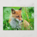 Zoek naar rode vossen briefkaarten Vulpes