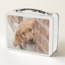 Zoek naar puppy lunchboxen Foto