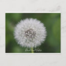 Zoek naar paardenbloem briefkaarten Natuur