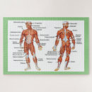Zoek naar lichaam puzzels Menselijke anatomie