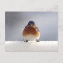 Zoek naar lijster posters Oostelijke blauwe lijster