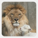 Zoek naar leeuw lam stickers Lammeren