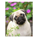 Zoek naar puggy posters Hond