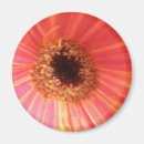 Zoek naar gerbera magneten Dagbladen